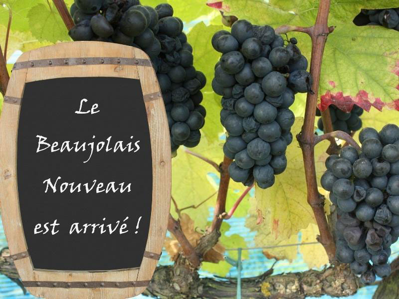 Beaujolais Nouveau wine grapes