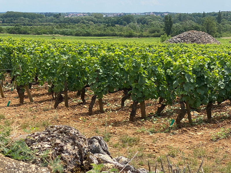 Rows of lush green vines with a stone hut in the middle, Burgundy
