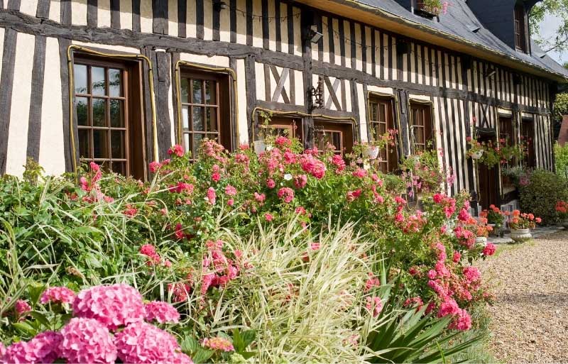 Half-timbered house in Normandy, France, bright pink flowers growing under the windows