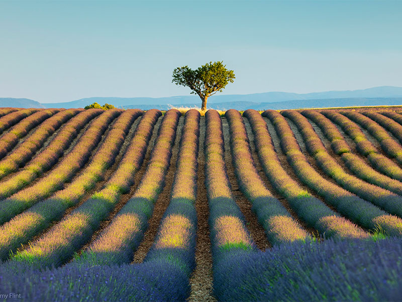 Lavender field in bloom in Provence, a photographer's dream
