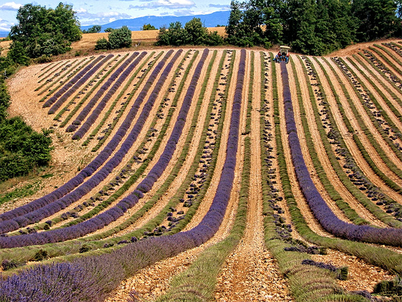 Lavender being harvested