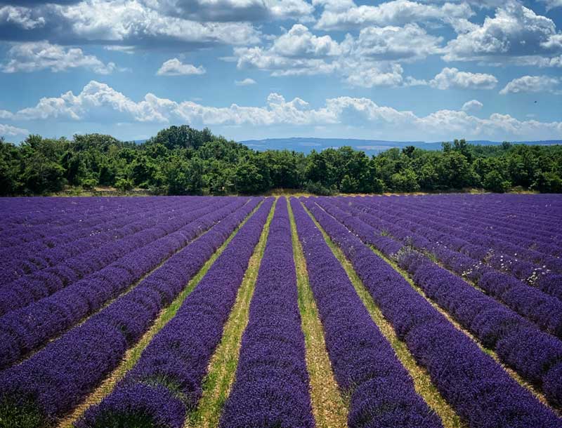 Beautiful flowering lavender field in Provence, it may not be possible to get a mobile signal here