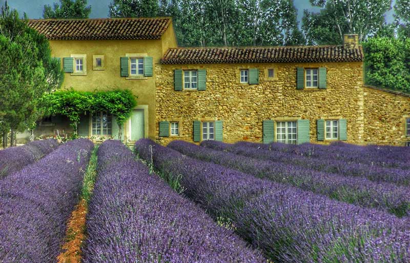 House and lavender field