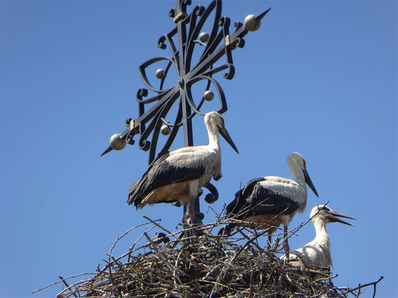 Storks nesting on a church spire in Alsace
